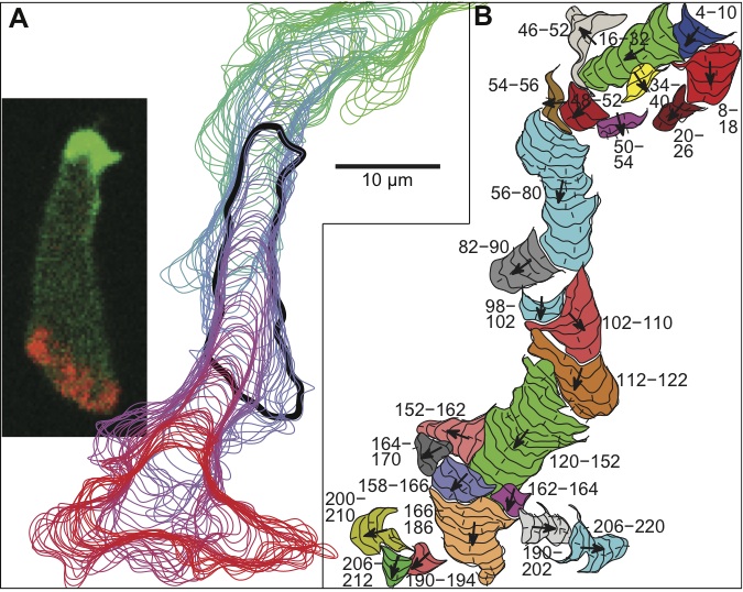 From a movie of a cell moving downward (sample image frame on the left), the scientists were able to extract successive cell outlines (A) and then detect individual pseudopods (B).